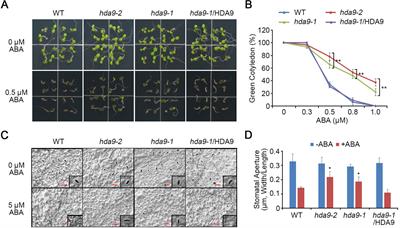 Histone Deacetylase HDA9 With ABI4 Contributes to Abscisic Acid Homeostasis in Drought Stress Response